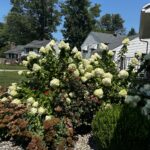 The Importance of Professional Tree Removal and Landscape Enhancement